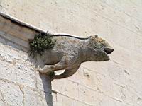 Saint Paul 3 Chateaux - Cathedrale, Gargouille, Animal (Cochon)